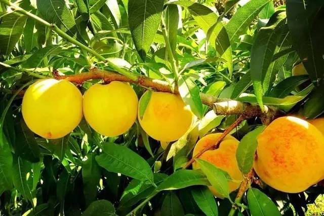 Yangzhou Fongmming Cable: Fongmming Cable helps fruit farmers