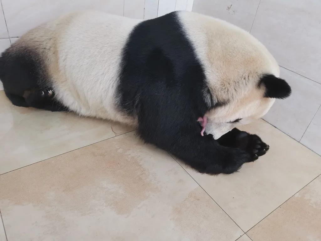 Yangzhou Fongmming Cable: Giant pandas "Zhenzhen" and "Susan" gave birth to two babies and four cubs