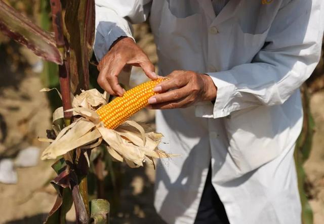 Yangzhou Fongmming Cable: Minister of Agriculture and Rural Affairs Tang Renjian: The central government will issue the "Action Plan for Seed Industry Revitalization" soon